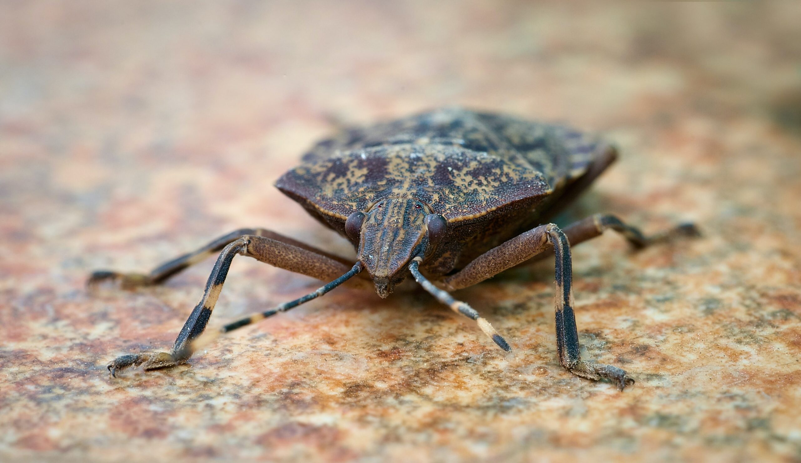 The Difference Between A Stink Bug And Kudzu Bug
